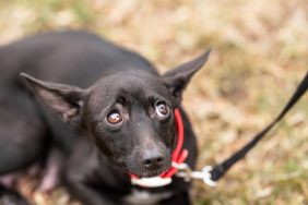 A scared dog like the ones who were abused by a dog daycare worker in New York. He was ultimately fired from his job and arrested.