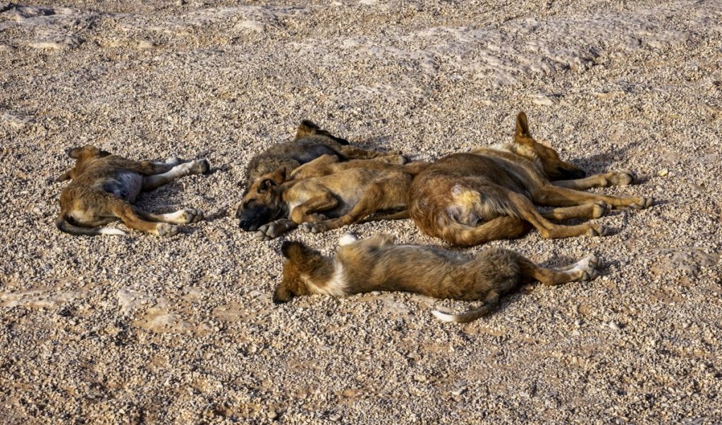 A group of neglected dogs sleeping on the ground, like the dogs rescued from Caribbean Island.