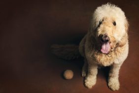 A goldendoodle sitting, similar to the celebrity dog, Brodie, who recently sat courtside at a Lakers game.