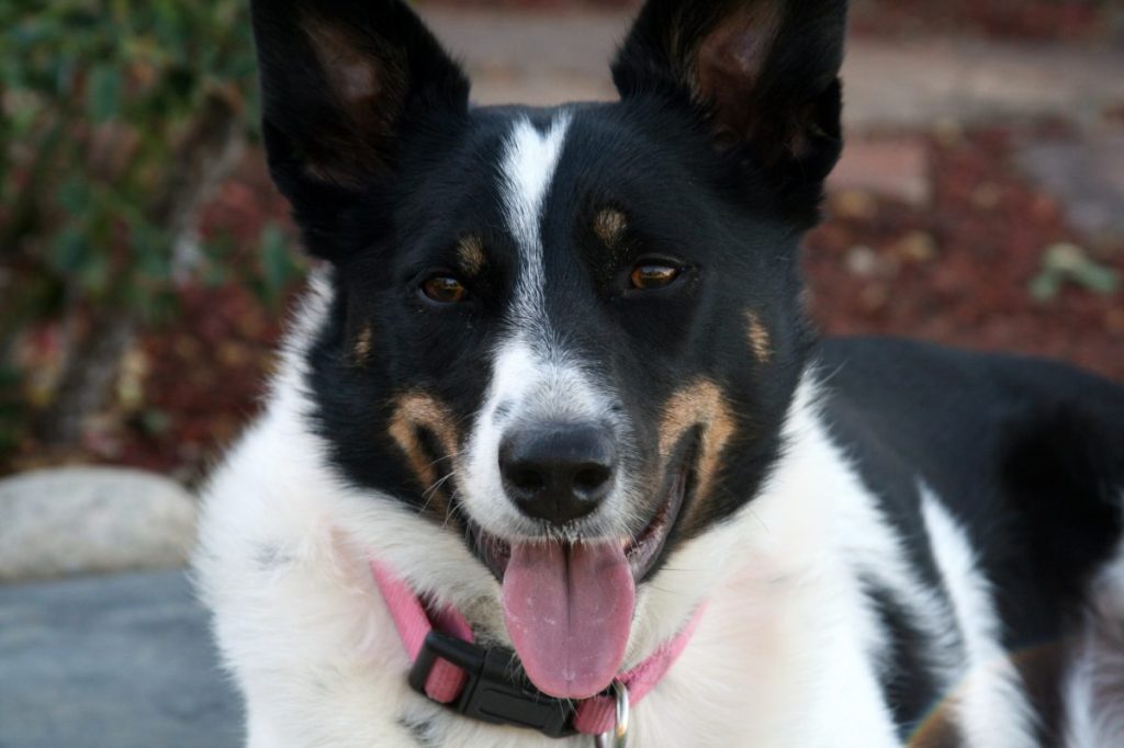 Tricolor McNab Shepherd dog panting