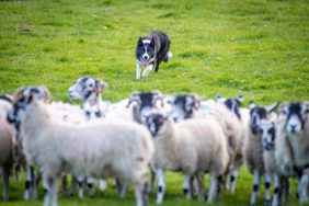 Working dog around livestock, similar to the working dog was stolen and dropped off at a shelter 700 miles away from his home.