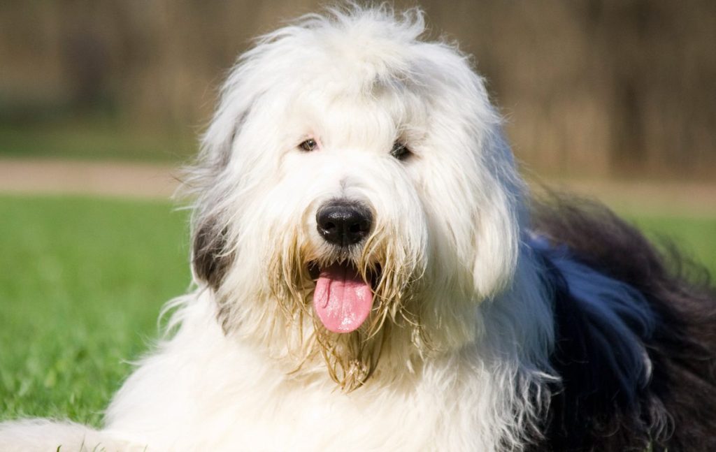 Old English Sheepdog sitting happily in the grass