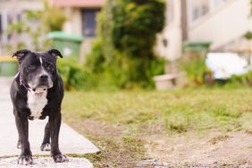 A Pit Bull Terrier, similar to the one who swallowed a wooden skewer in Massachusetts.