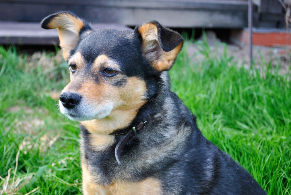 Lancashire Heeler puppy.