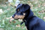 Lancashire Heeler puppy outdoors.