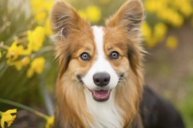 Corgi service dog
