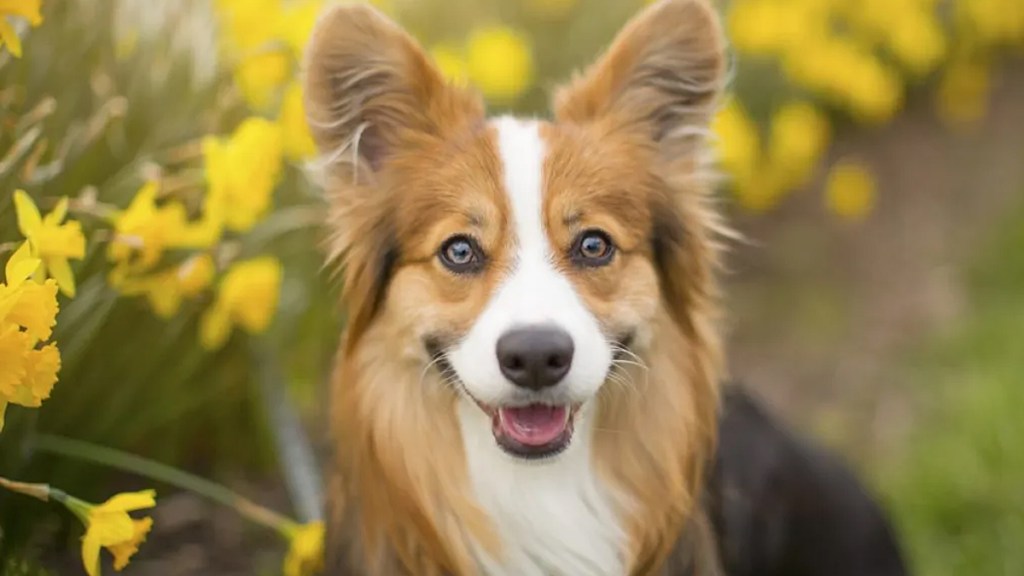 Corgi service dog