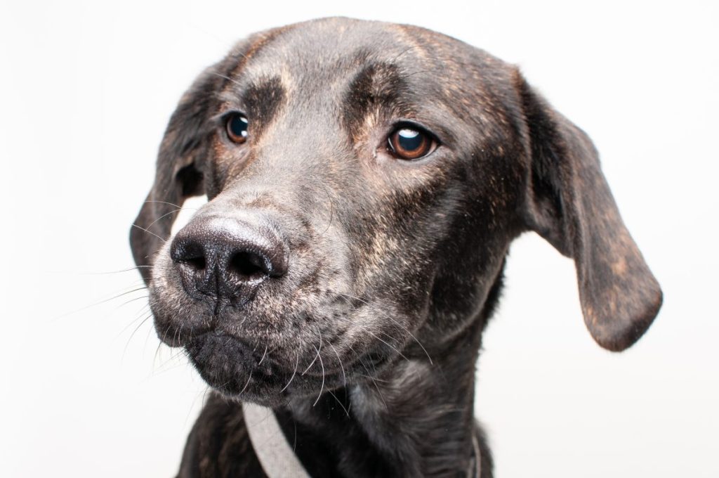 A Plott Hound posing against a white background