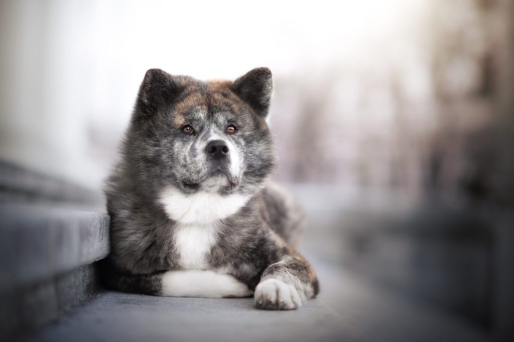 Black, grey, and white brindle Akita portrait