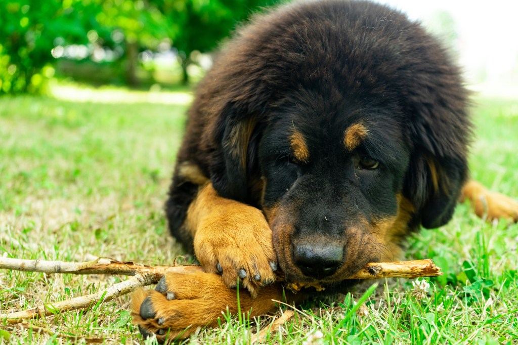 A Tibetan Mastiff puppy biting a stick laying on the grass.