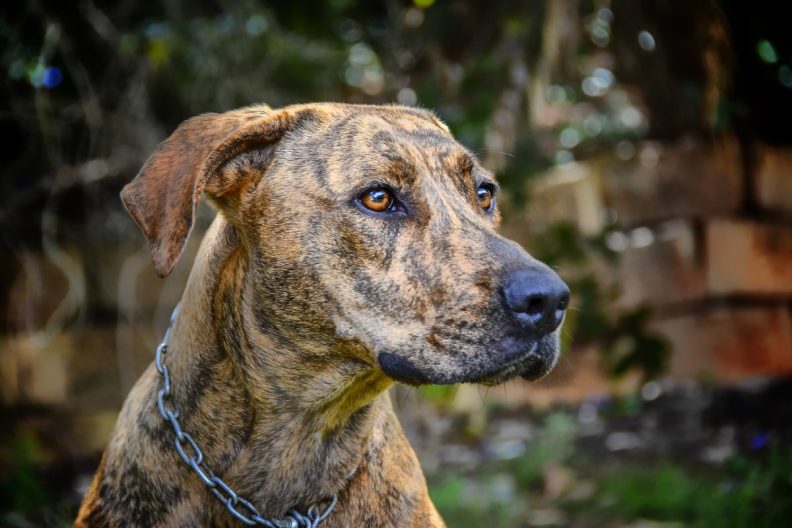 A senior dog, similar to the one who was adopted in Illinois. He was found guarding his owner's body a month ago.