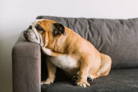 An English Bulldog, similar to the one who was rescued after falling into a pool in Arizona.