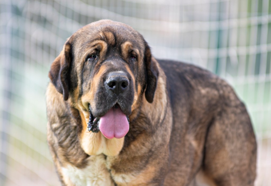 The Spanish Mastiff is one of the most unique dogs in the world. Of great size and gentle character with the human being, it is one of the few dogs that dares to stand up to the wolf and that it even manages to dominate. For many farmers, it is the solution so that their herds are safe from the wolf, especially now when hunting is penalized throughout the Spanish territory.