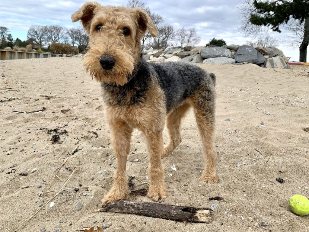 A young Airedale Terrier.