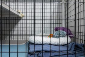 A dog kennel at a shelter with beddings inside, like the one where dog escapes from kennel