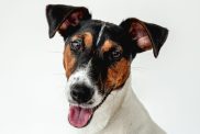 Portrait of Smooth Fox Terrier dog on white wall background