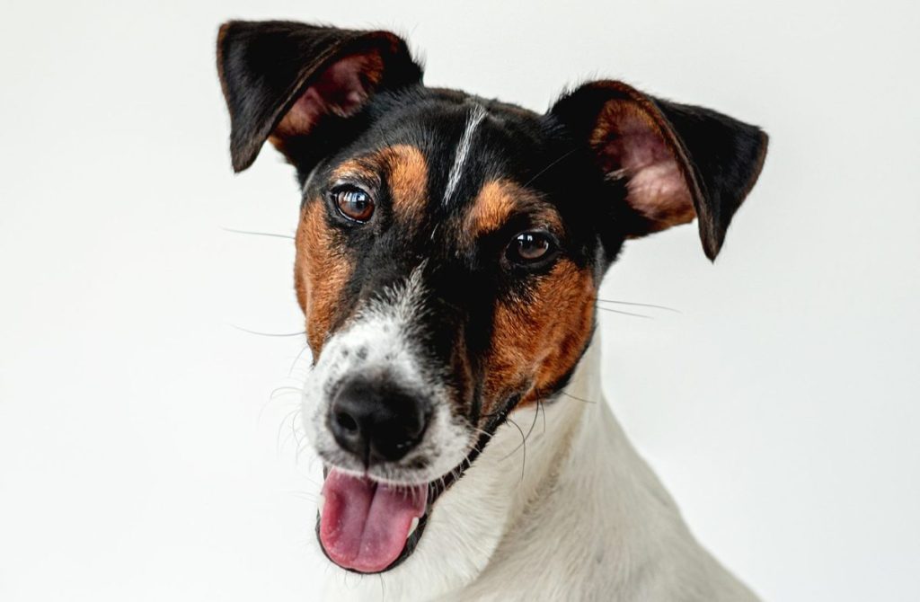 Portrait of Smooth Fox Terrier dog on white wall background