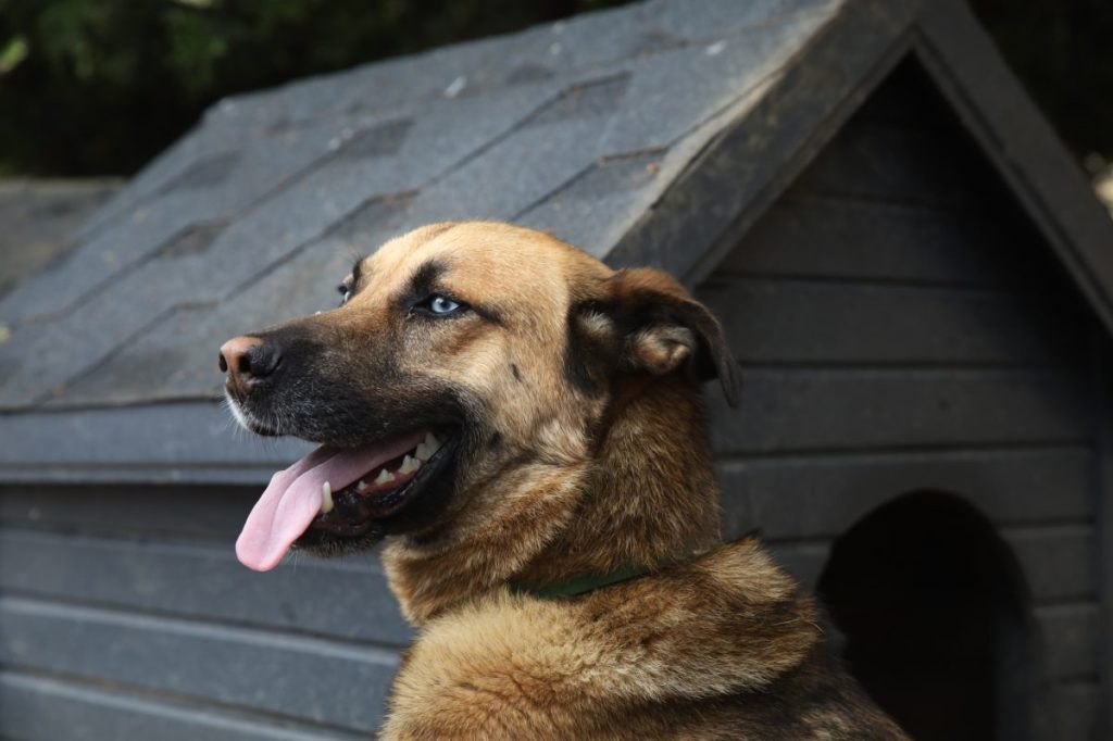 Profile head and shoulders portrait of a shepherd-husky hybrid dog with brown fur and blue eyes, standing in front of its kennel