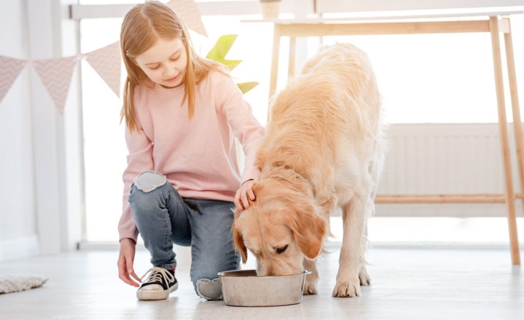 A little girl feeding a dog, similar to the Texas toddler who guides her family dogs in saying prayer before their meal.