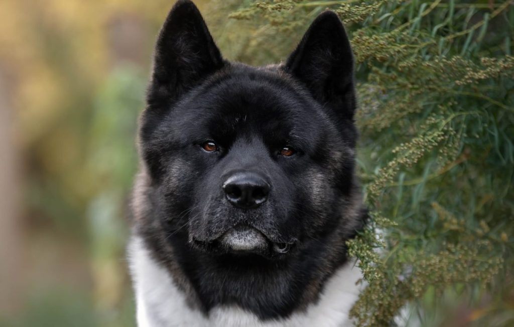 portrait of an American Akita