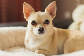 A dog, similar to the Chihuahua who was saved by his owner from a coyote in South Carolina.