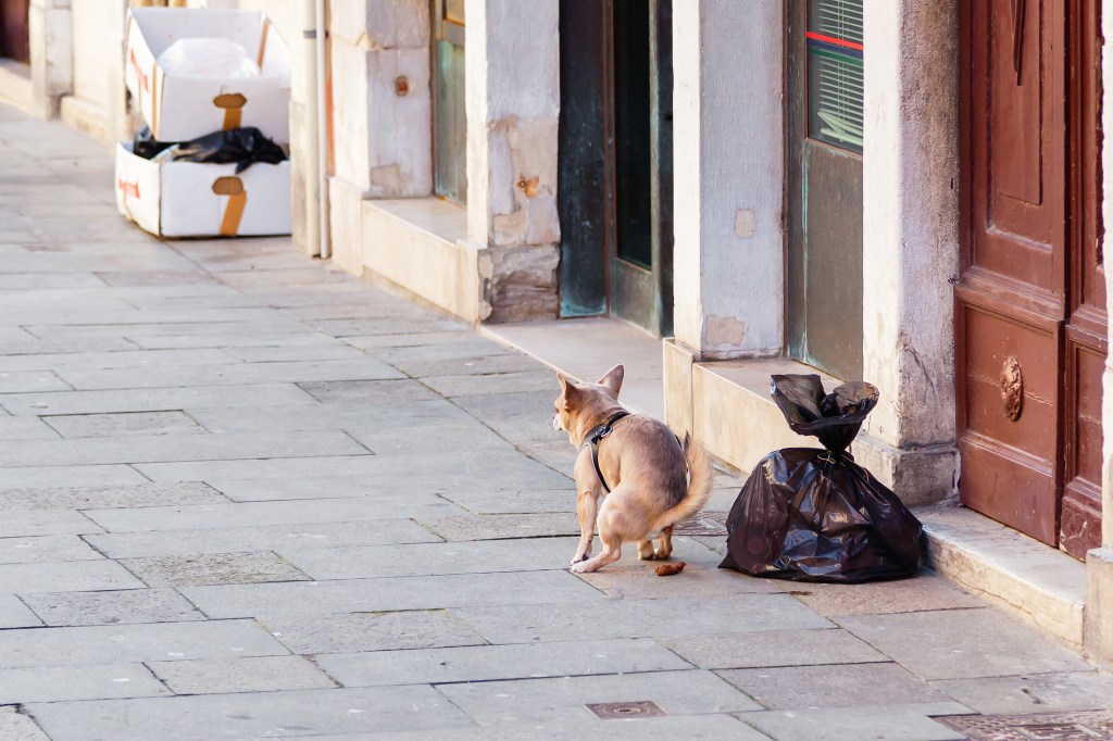 A brown dog pooping on the sidewalk next to a black trash bag, like in the Upper East Side that has a similar dog poop problem.