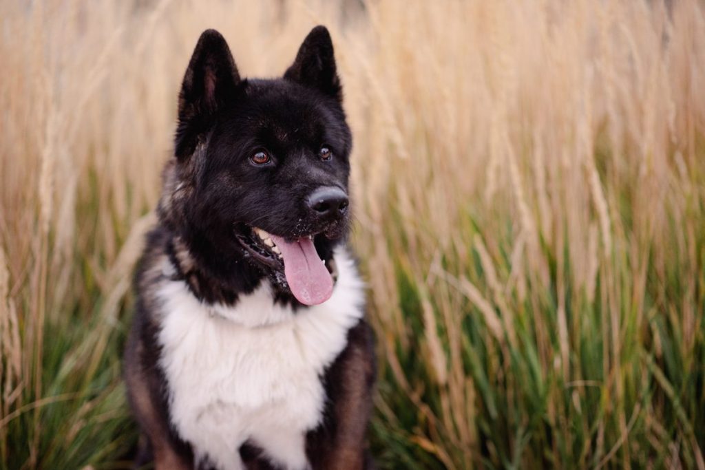 Portrait of dog sticking out tongue while standing on grassy field,Wisconsin,United States,USA