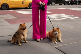 Portrait of cute Pomeranian Dogs with woman legs (low section) on the street, New York. The Upper East Side is facing a dog poop problem.