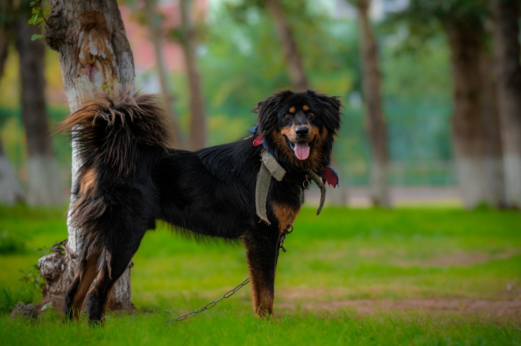 A Tibetan Mastiff puppy standing beside a tree.