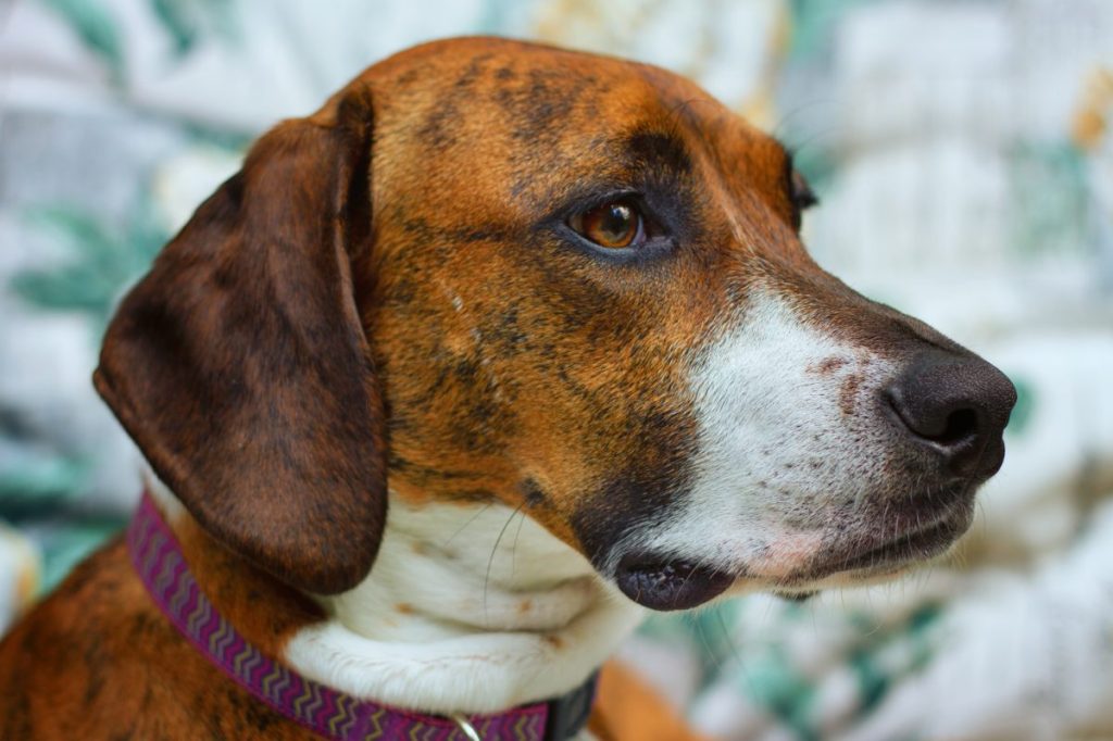 A profile shot of the head of a beautiful Plott Hound