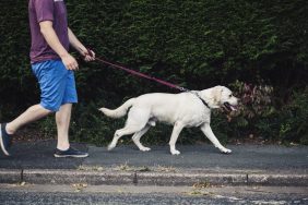 Man walking his leashed white dog on a footpath, giving dogs daily exercise now a requirement in Deltona, Florida.