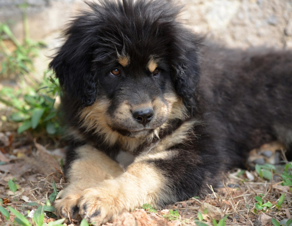 A Tibetan Mastiff puppy lying on the ground.