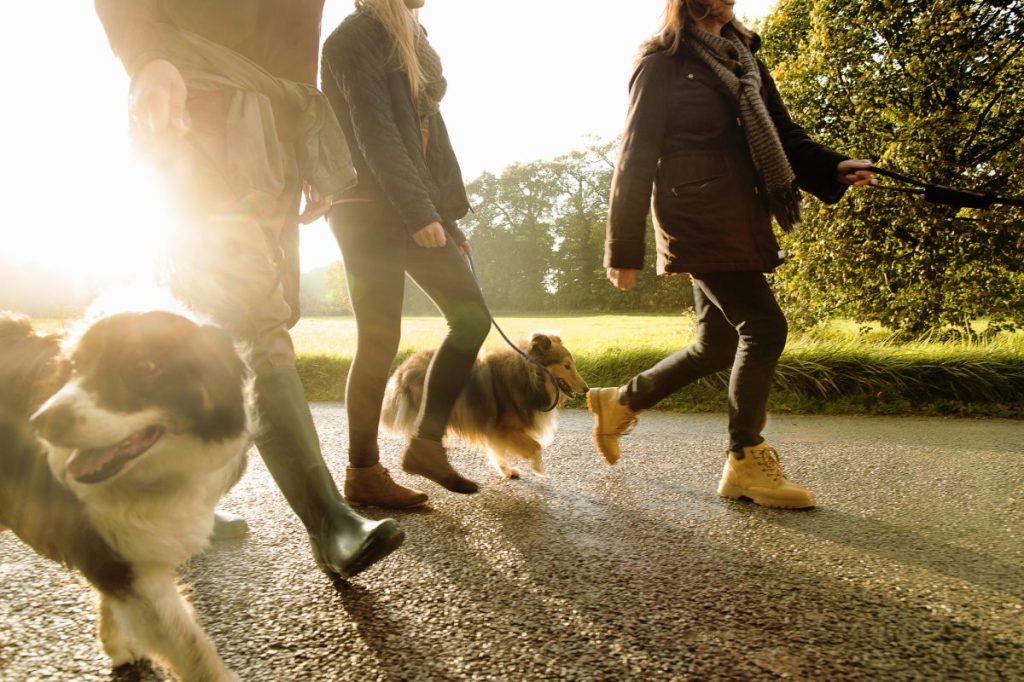 A group of three people each walking a dog, like those in the dog walking class at ECU.