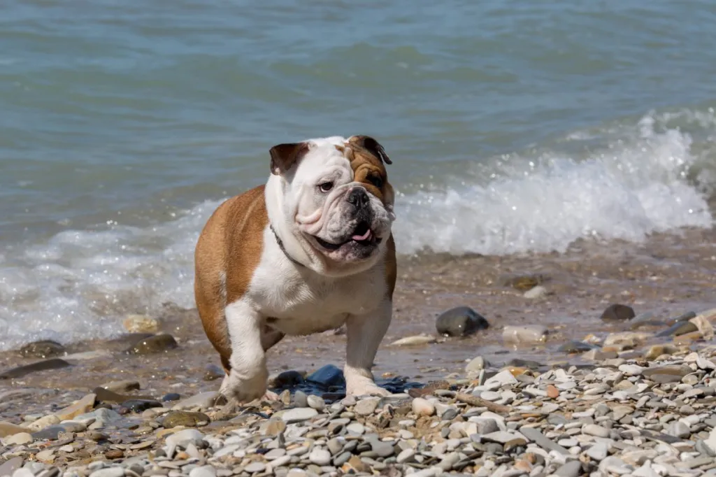 An English Bulldog, similar to Dozer.