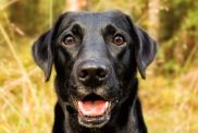 Happy Black Labrador Retriever looking at the camera