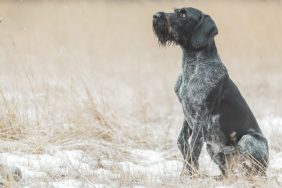 A dog, similar to the one who went missing and was recently rescued by a hiker in Utah.