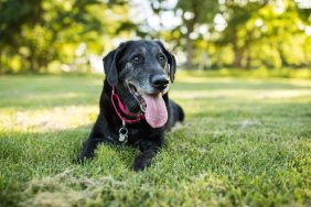 A dog, similar to the one who was rescued in Michigan after falling from a 60-foot cliff.