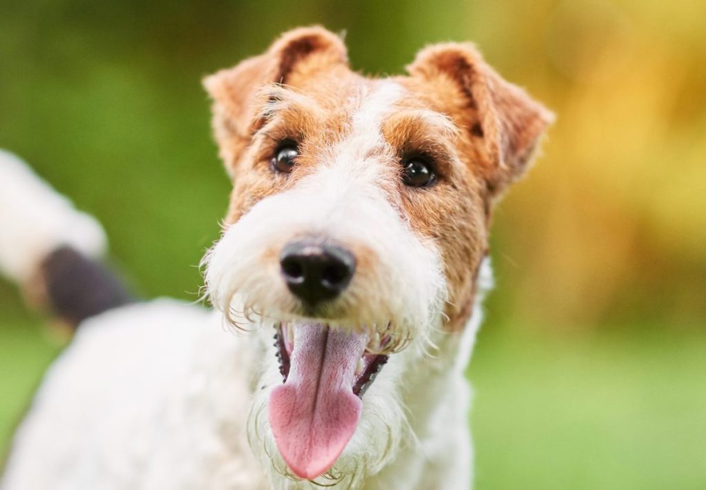 Close up shot of a happy cute Wire Fox Terrier dog in the park