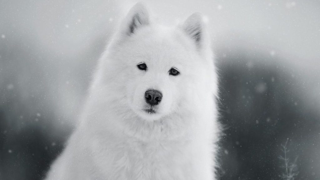 Black and white photo of a Samoyed dog, a relative of the extinct dog breed the Salish Wooly Dog, stands against a snowy backdrop.