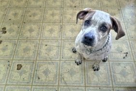 A sad-looking Pit Bull Terrier sitting on the floor like the one rescued in a home where dead dogs were found in freezer