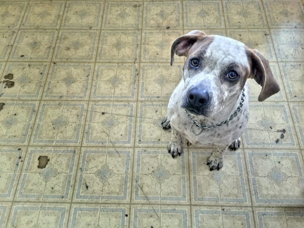 A sad-looking Pit Bull Terrier sitting on the floor like the one rescued in a home where dead dogs were found in freezer