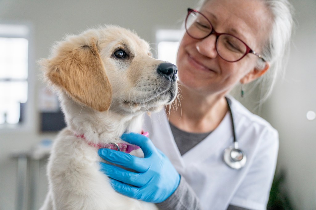 A dog with a veterinarian.