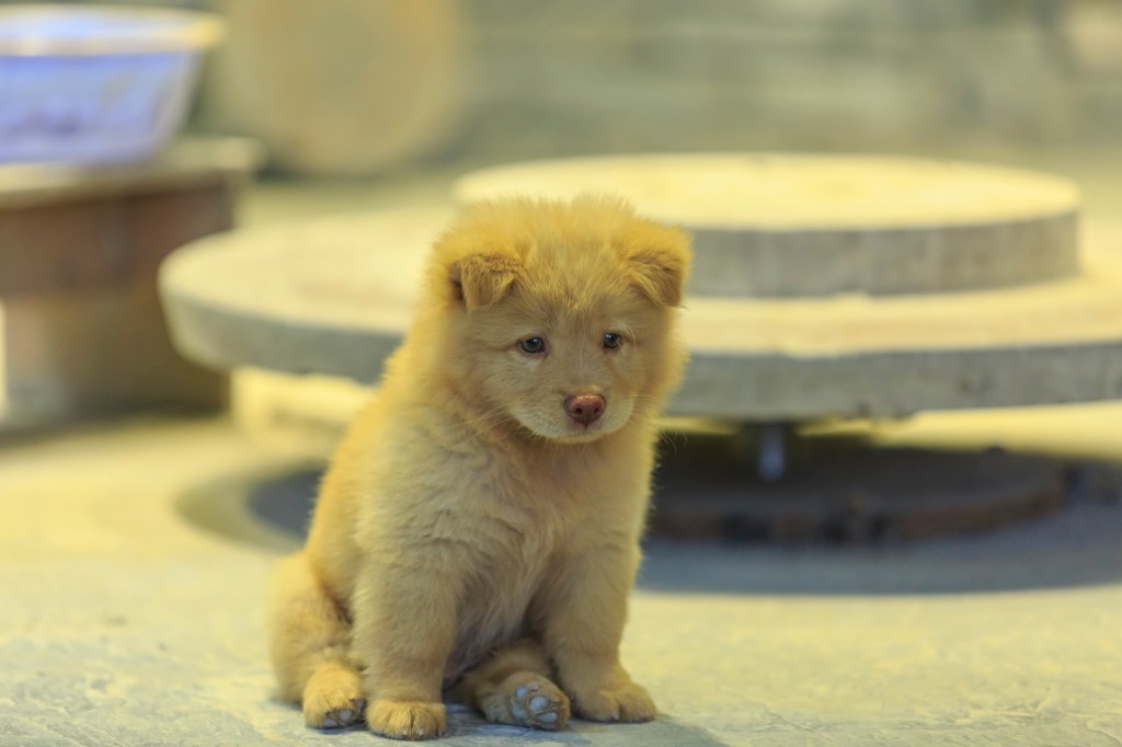 Chow Chow puppy sitting looking away.