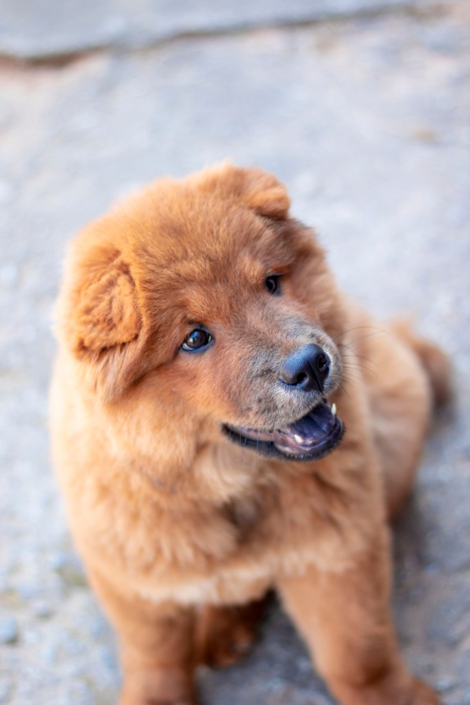 Cute Chow Chow dog.