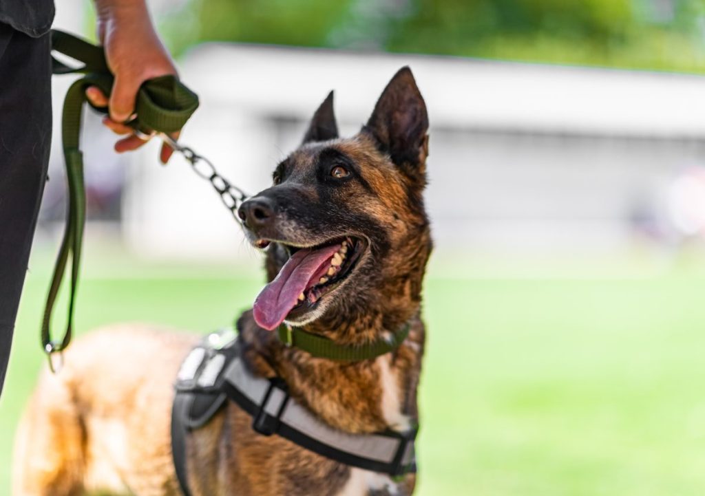 Police dog Luna catches a suspect on the run.