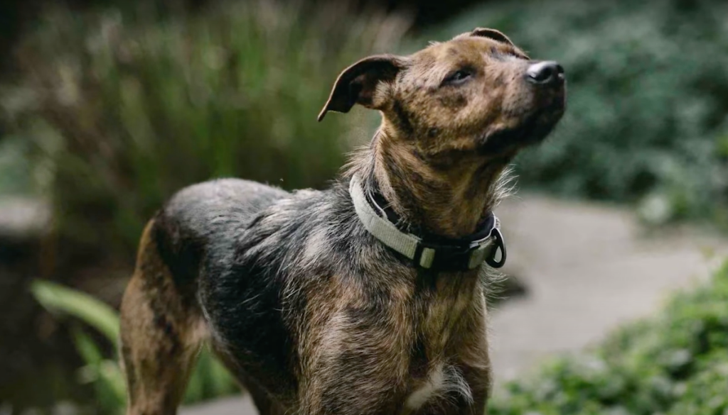 Treeing Tennessee Brindle dog sniffing the air, on the hunt