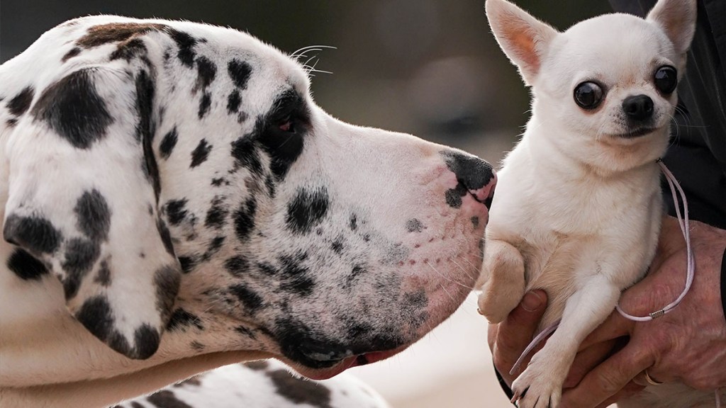 Worlds Longest Living Dog Breeds