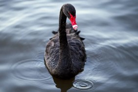 black swan