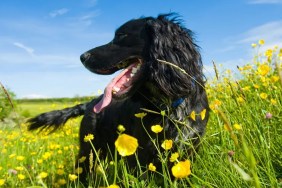 dog breed cancer rates