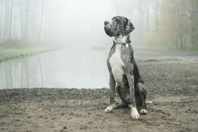 dogs slipping on ice video